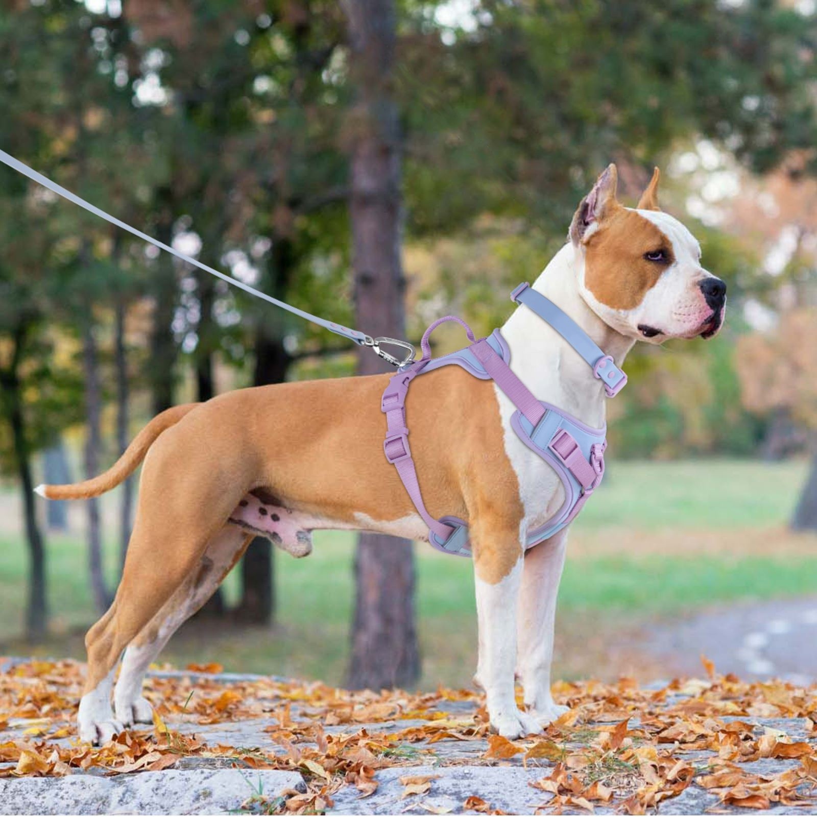 Dog Breast Strap Hand Holding Rope Leash Collar